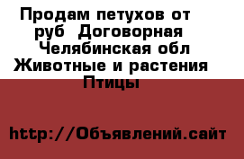 Продам петухов.от 400 руб. Договорная. - Челябинская обл. Животные и растения » Птицы   